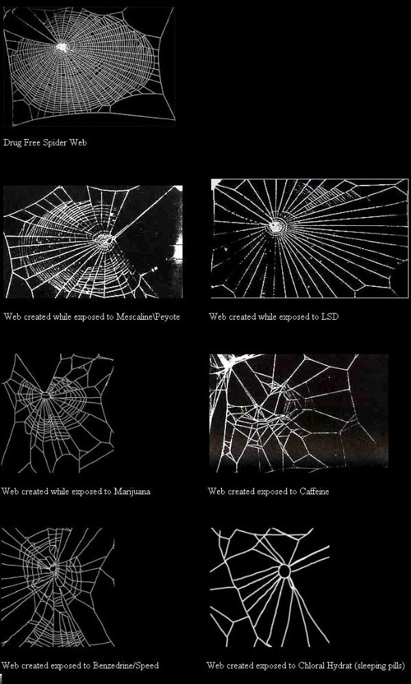 webs.jpg