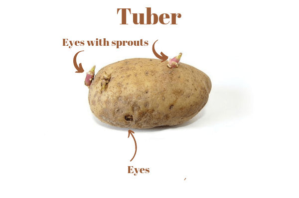 Tuber.png