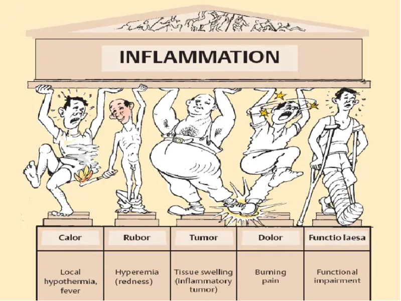 inflammation.png