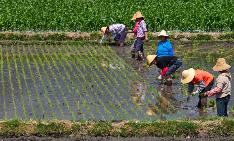 rice farmers.jpg